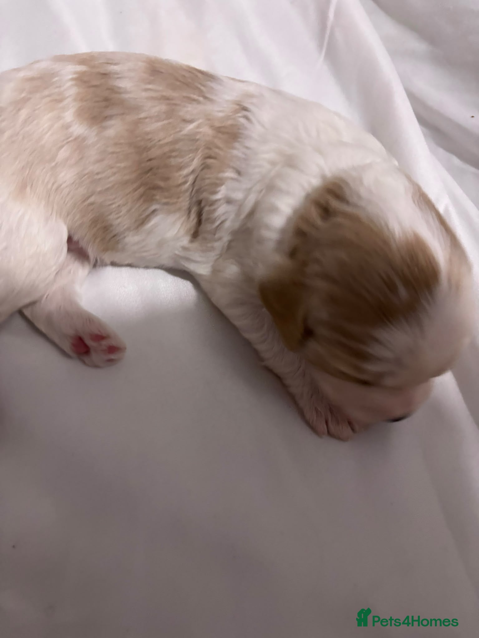 Mixed Breed dogs Beautiful Cavapoochon Puppies - Advert 2