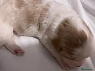 Mixed Breed dogs Beautiful Cavapoochon Puppies - Advert 2