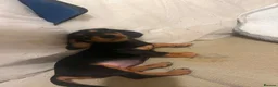 Dachshund dogs for sale: Female dachshund  in Leeds - Advert 3