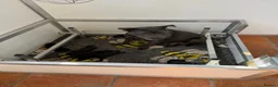 Staffordshire Bull Terrier dogs for sale: Black KC Reg/Health Tested Staffordshire Puppies. - Advert 38