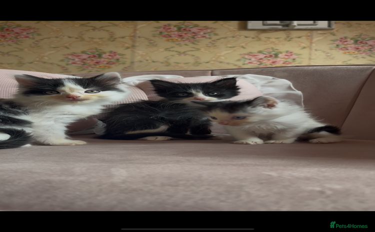 Mixed Breed cats - Advert 5