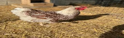 Chickens poultry for sale: Splash laced Wyandottes quartet  in Maesteg - Advert 3
