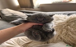 British Shorthair cats for sale: British Shorthair Kittens - Image 8
