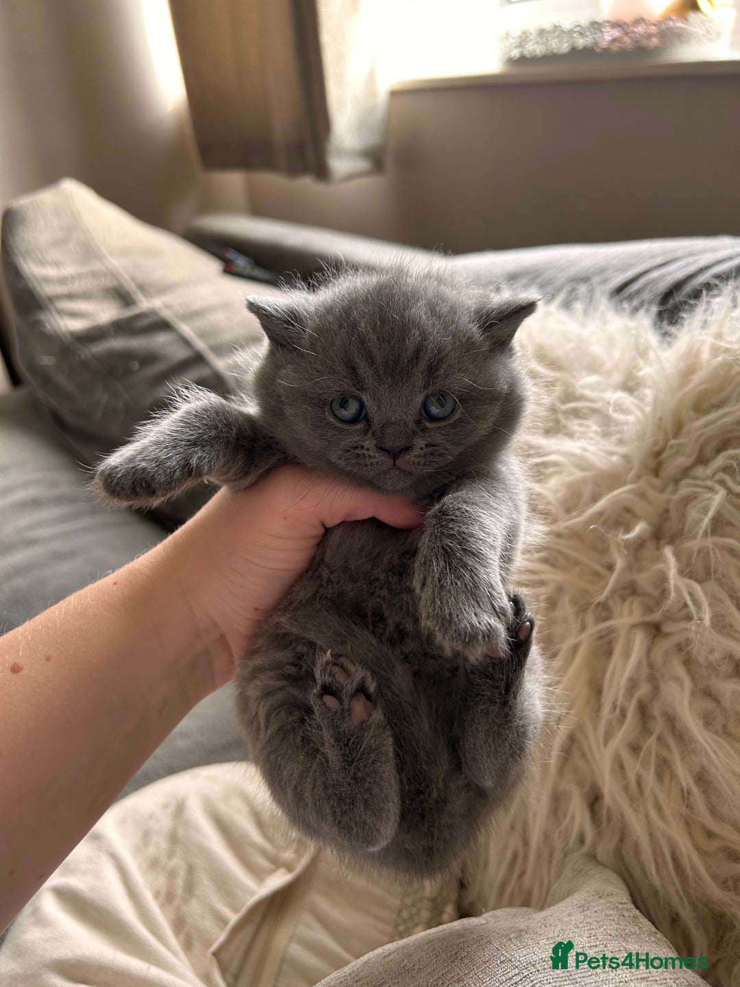 British Shorthair cats for sale: British Shorthair Kittens - Image 8