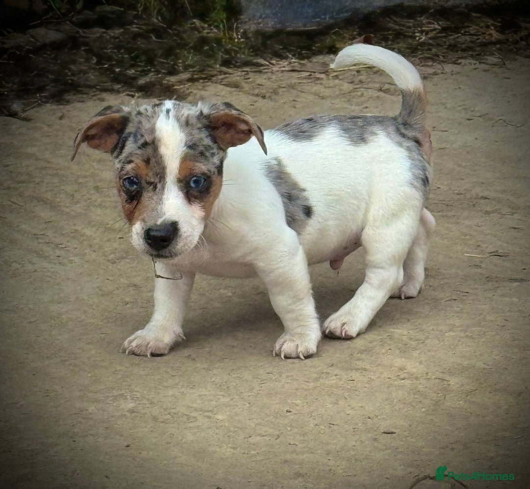 Jack Russell dogs for sale: Outstanding jack russels  - Image 10