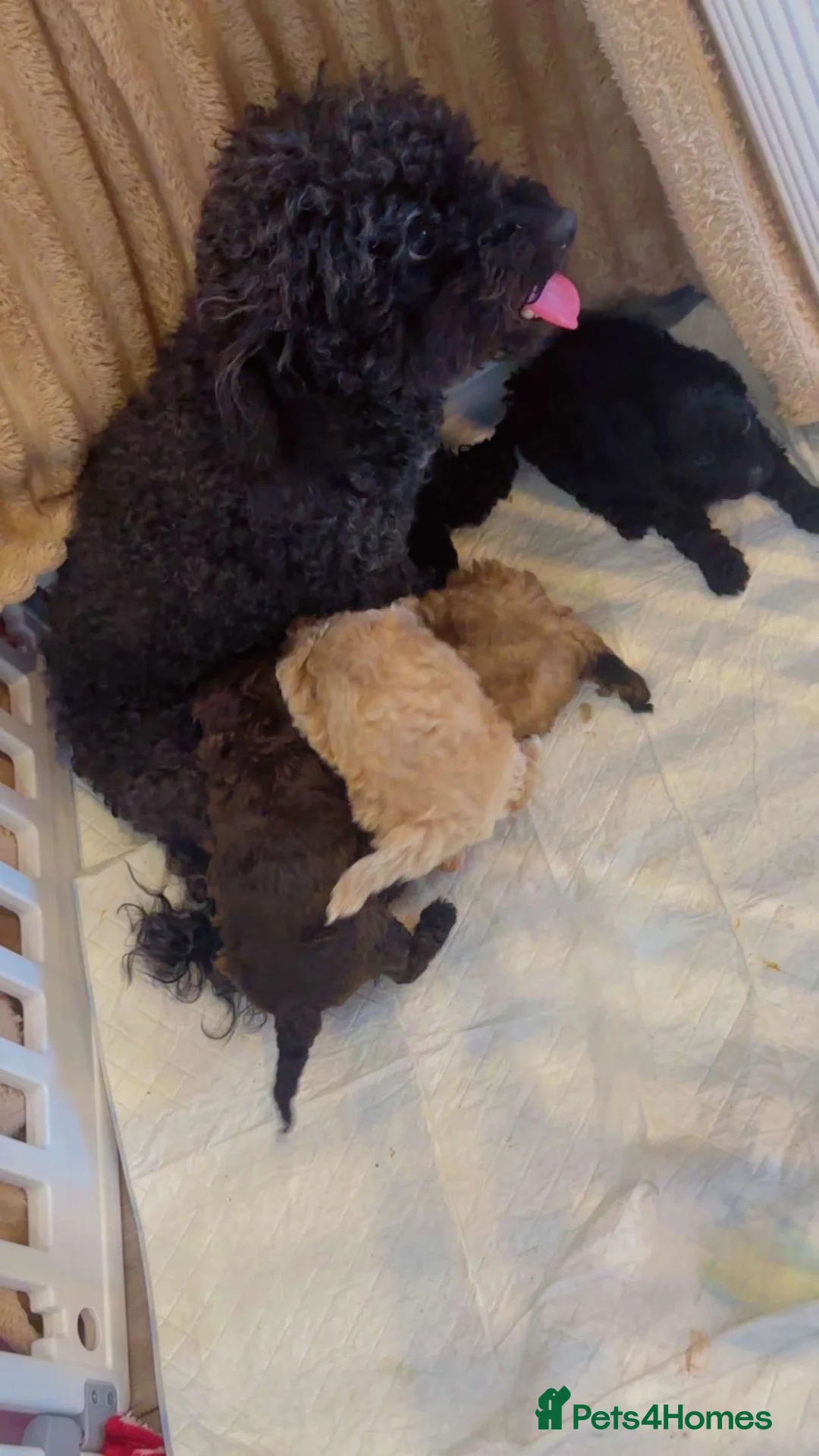 Poochon dogs for sale: Tiny Poochons for sale  - Advert 2