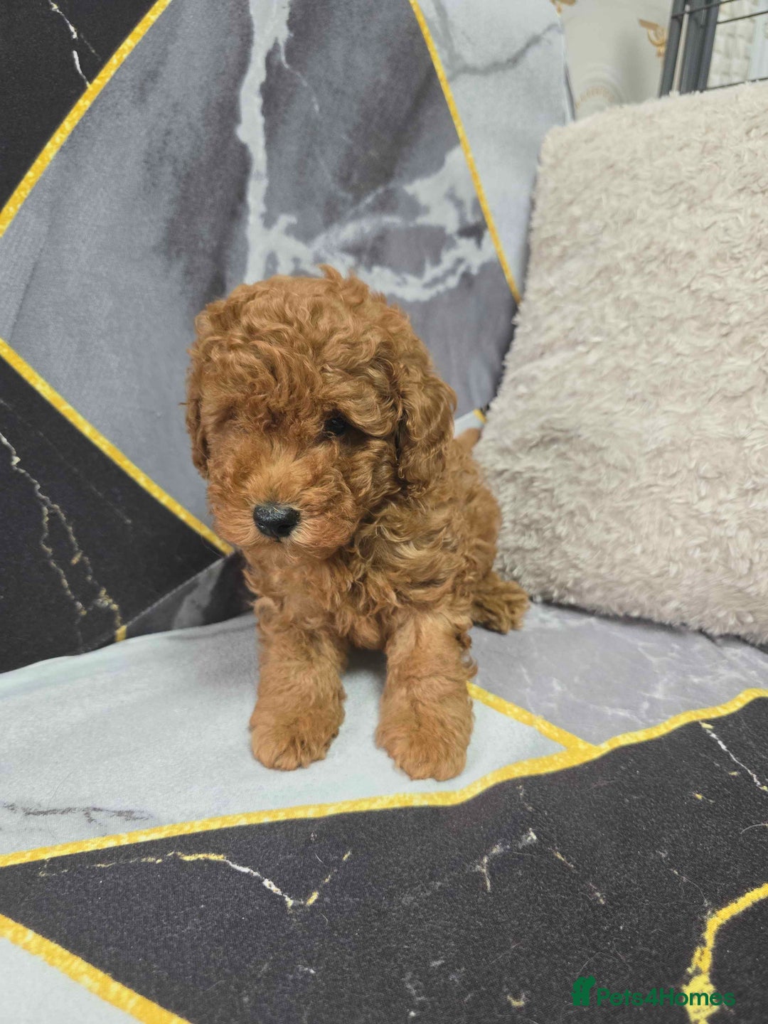 Toy Poodle dogs for sale: 3 Stuninngly cute red toy poodle puppies - Advert 22