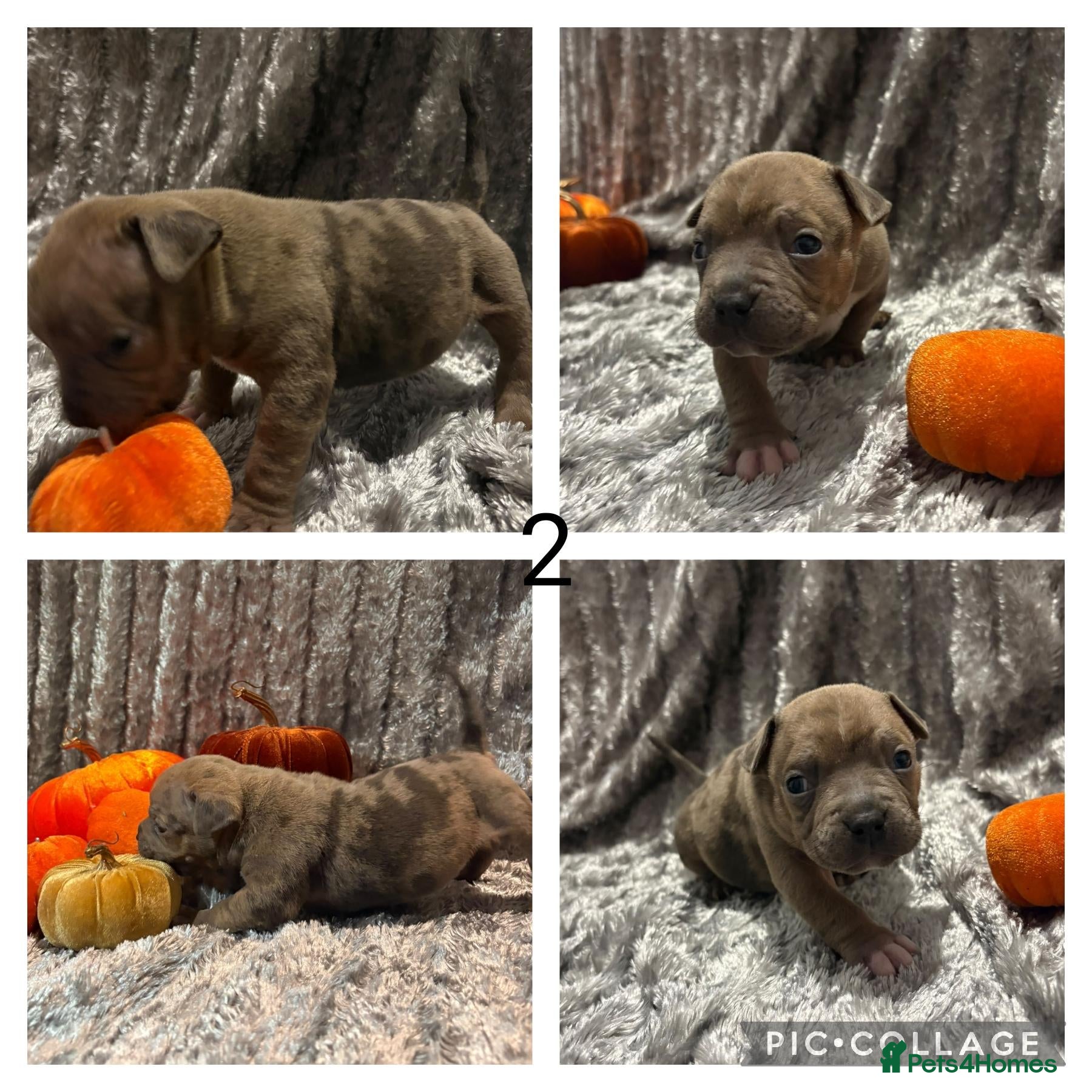 Mixed Breed dogs for sale: Beautiful staffy cross classic bully pups! - Advert 2