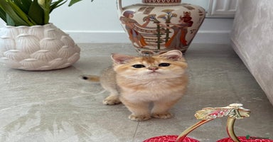 Scottish Fold cats Scotch straight kittens  - Advert 9