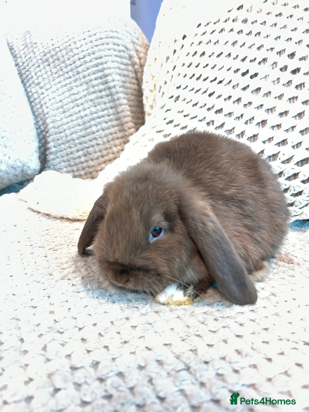 Mini Lop rabbits for sale: Pure Mini Lop Baby Rabbits  - Advert 12