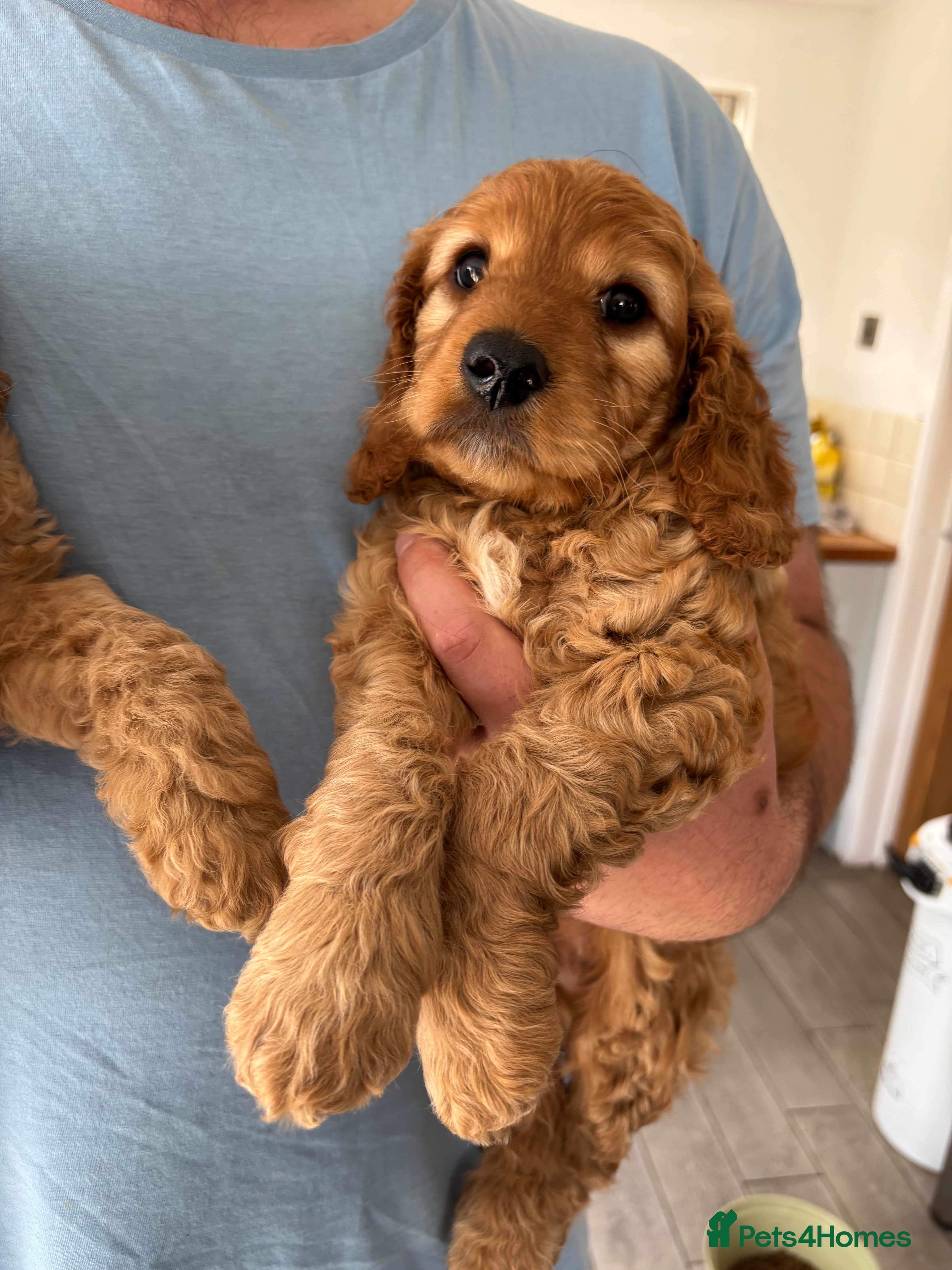 Cockapoo dogs Stunning fox red + apricot/cream cockapoo puppies  - Advert 13