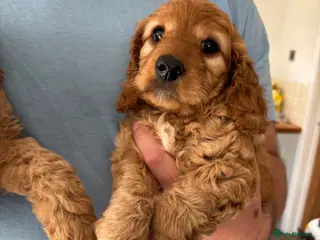 Cockapoo dogs Stunning fox red + apricot/cream cockapoo puppies - Advert 13