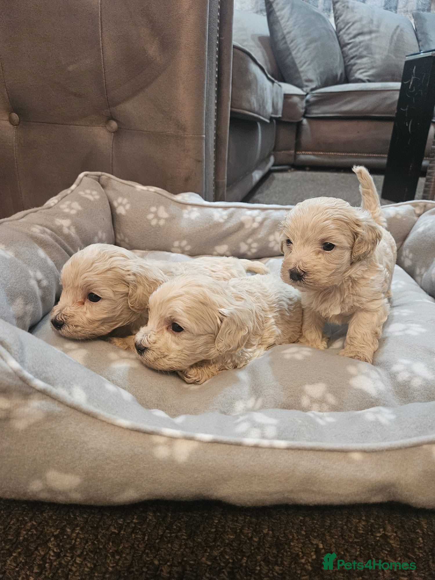 Maltipoo dogs Korean maltipoo luxury teddy 3 boys  - Advert 17