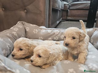 Maltipoo dogs Korean maltipoo luxury teddy 3 boys - Advert 2