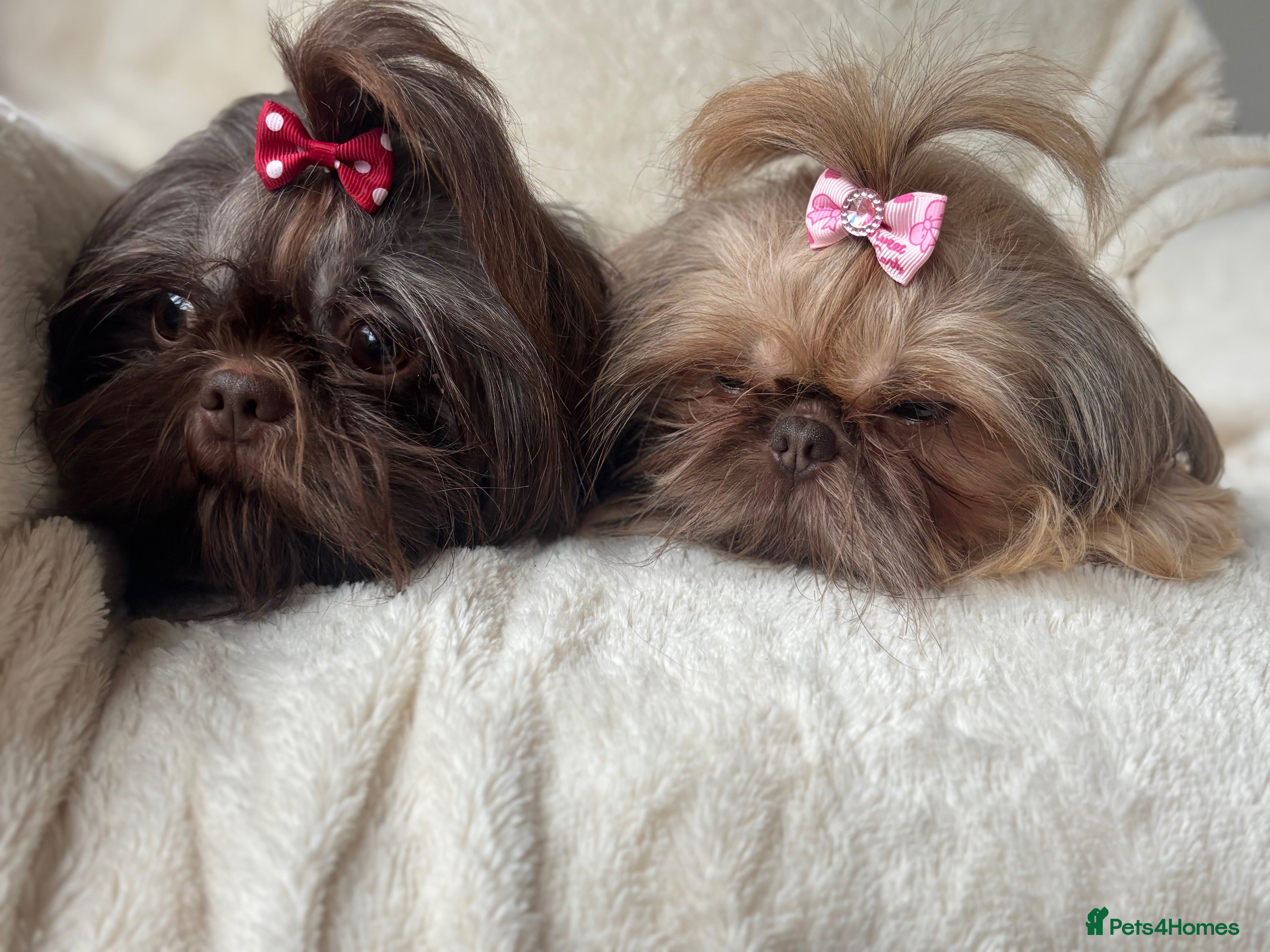 Shih Tzu dogs ❤️ READY NOW ❤️ Valentines Babies ❤️ - Advert 2