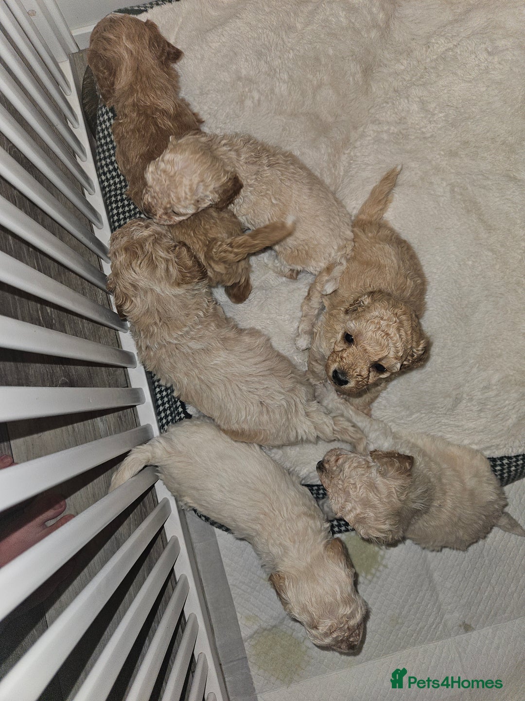 Poochon dogs for sale: Poochon pups ready 11.1.26 - Advert 7