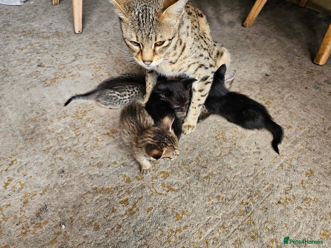 Savannah cats for sale: F4 Savannah Kittens 3x Brown Spotted 2x Melanistic - Image 6