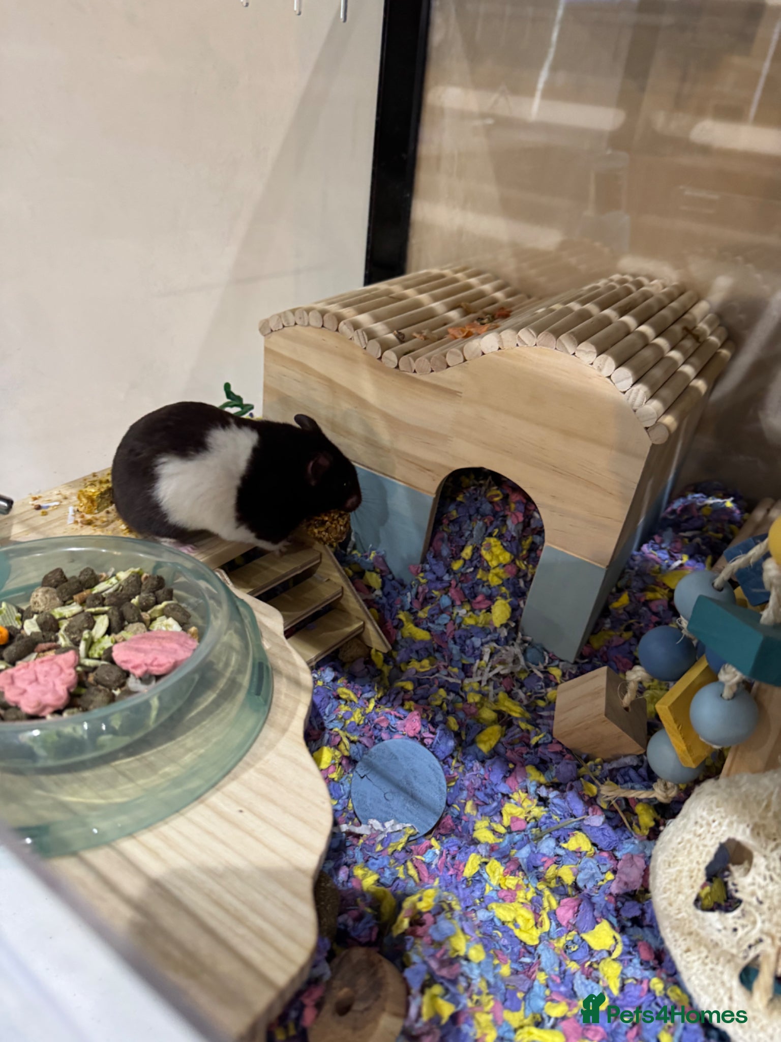 Hamster rodents Oreo the hamster  - Advert 2