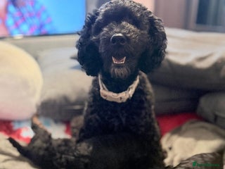 Cockapoo dogs Cockapoo pups - Advert 1