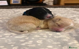 Mixed Breed dogs for sale: Bernedoodle - Image 10