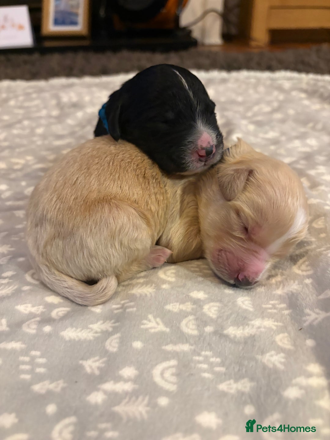 Mixed Breed dogs for sale: Bernedoodle - Image 10