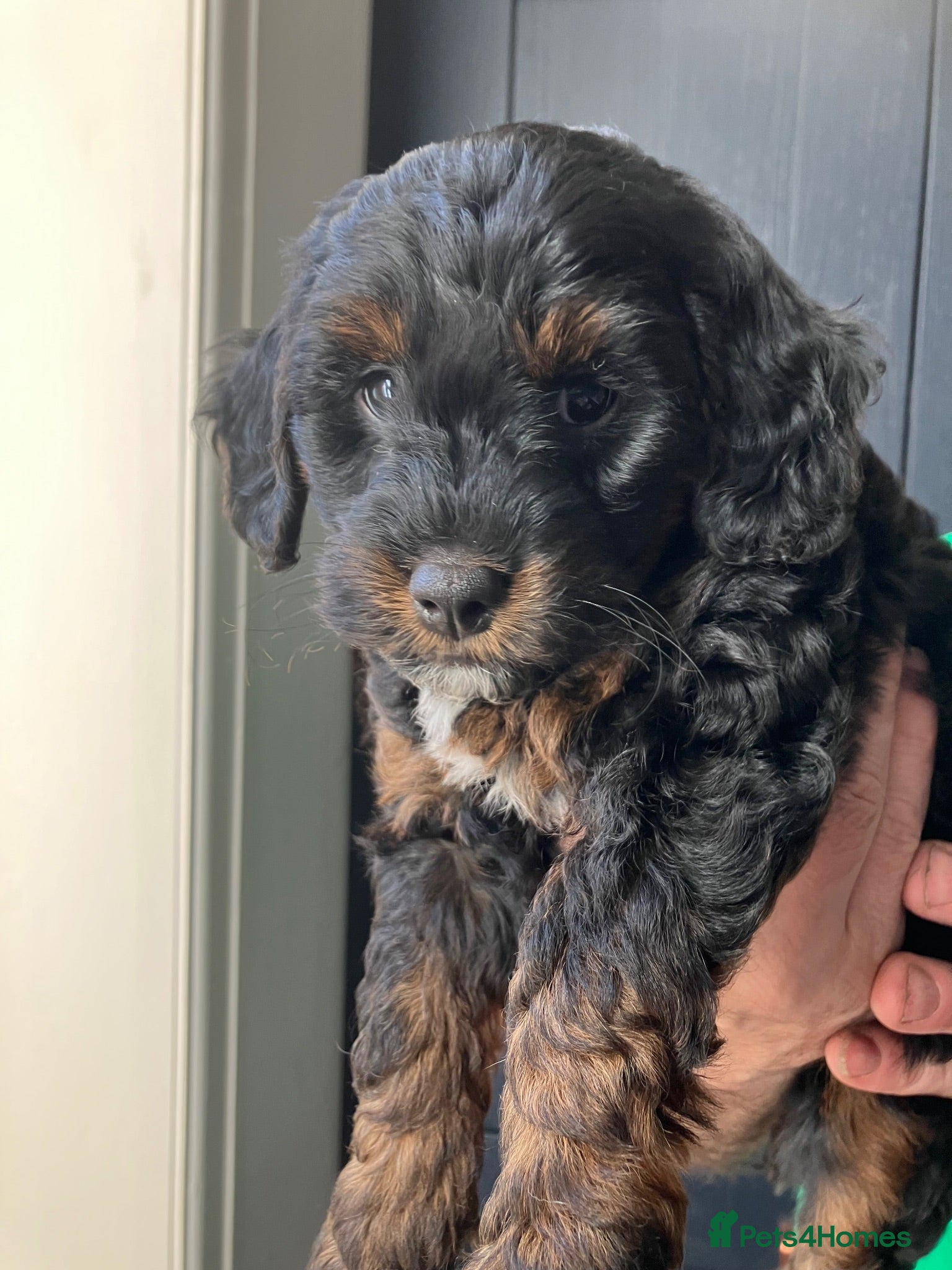 Mixed Breed dogs Jackapoo (Parsons) pups for sale - Advert 12