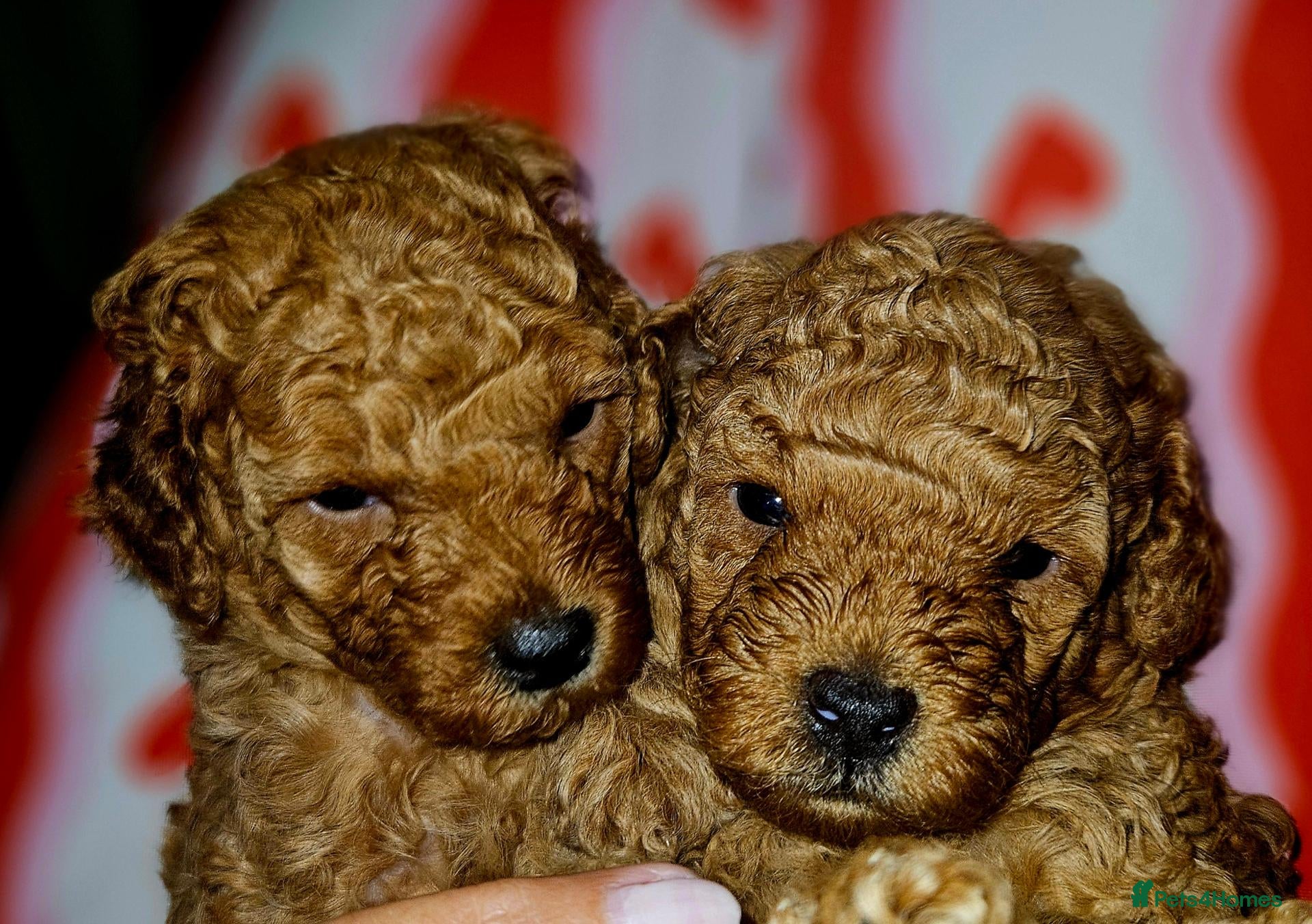 Toy Poodle dogs Licensed breeder, kc fox red toy poodles - Advert 2