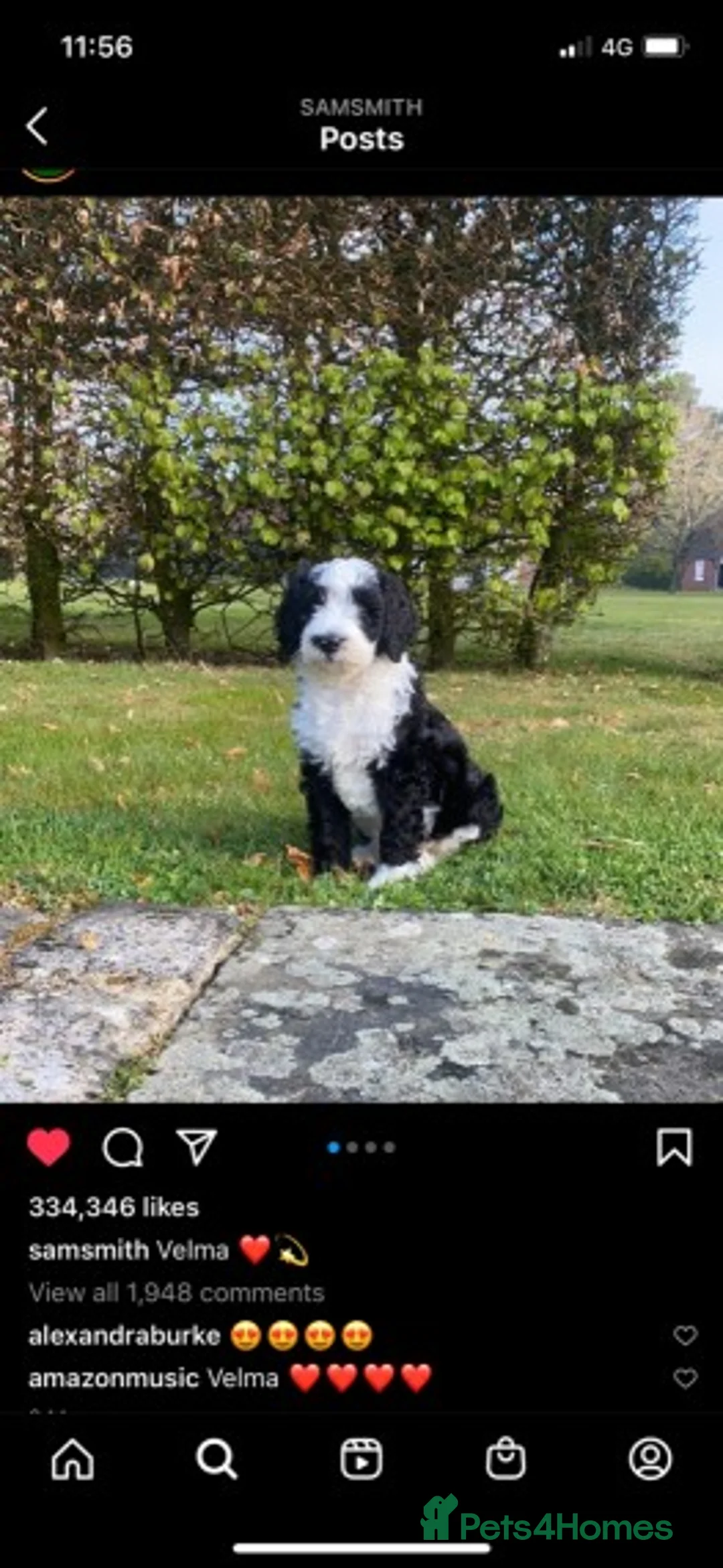 Standard Poodle dogs for stud: Standard party poodle in Marlborough - Advert 6