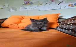 Maine Coon cats for sale: Tica registered maine coon giants kittens £1300 - Image 8