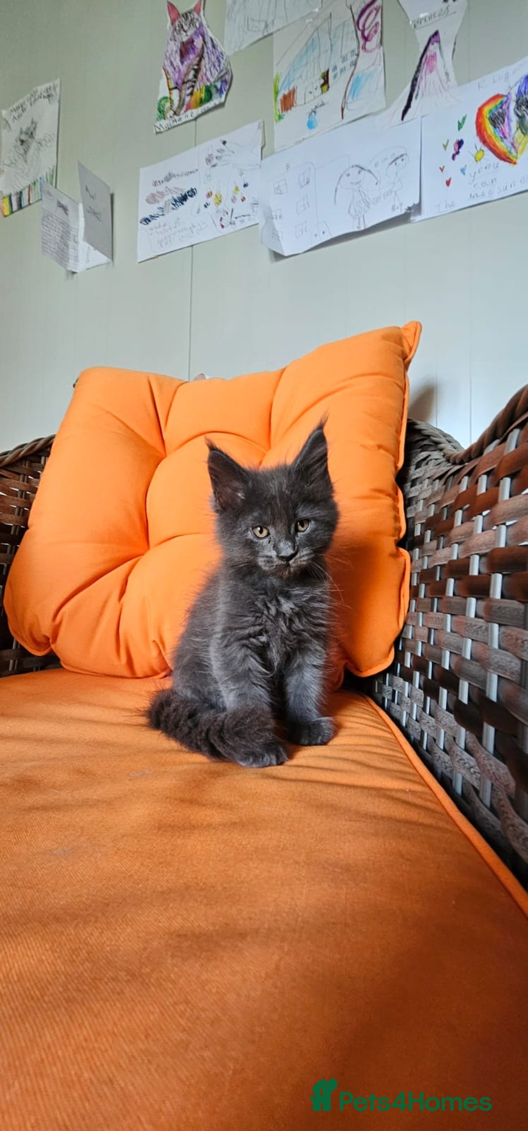 Maine Coon cats for sale: Tica registered maine coon giants kittens £1300 - Image 8