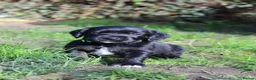 Cocker Spaniel dogs for sale: Gorgeous Schnocker puppies - Advert 15