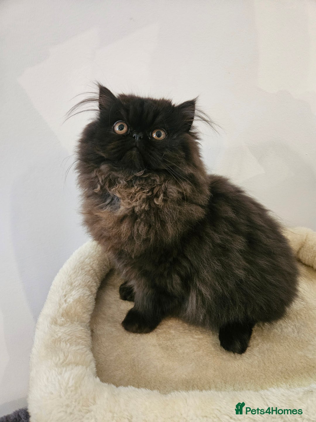 Persian cats for sale: Stunning Persian girl  - Advert 7