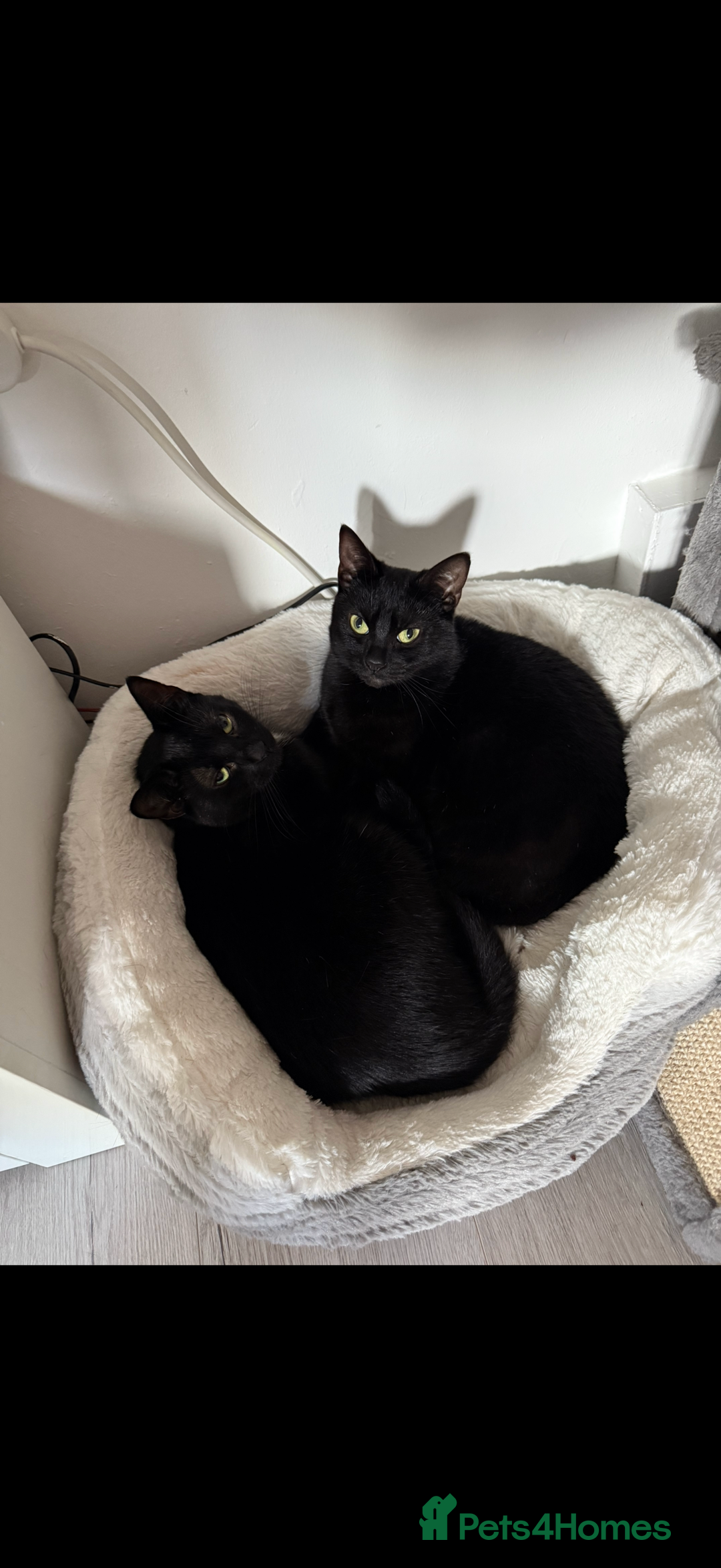 Mixed Breed cats for sale: Millie and Mollie  - Advert 2