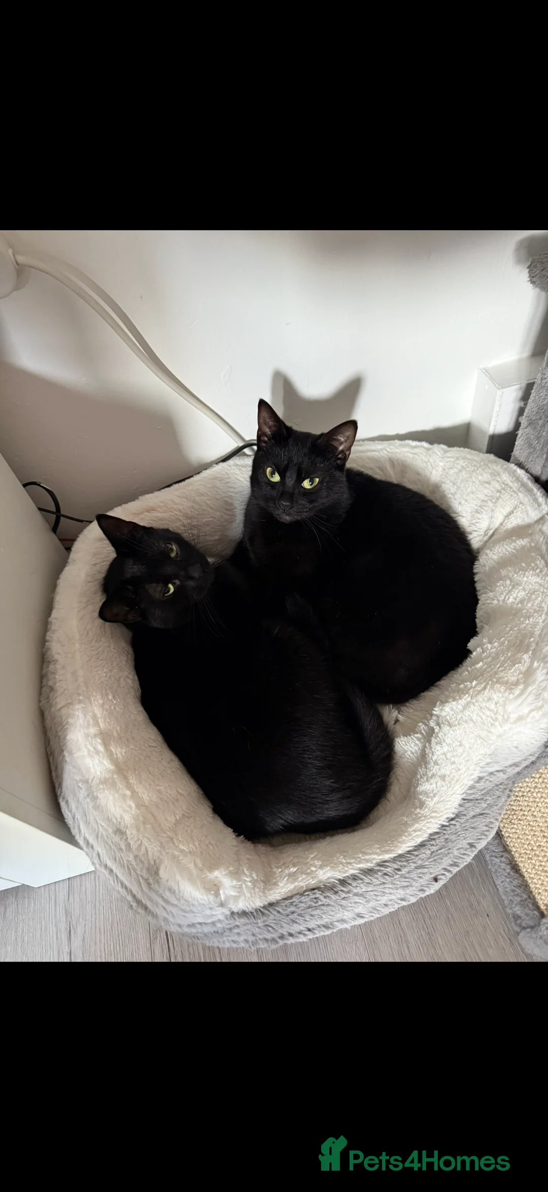 Mixed Breed cats for sale: Millie and Mollie  - Advert 2