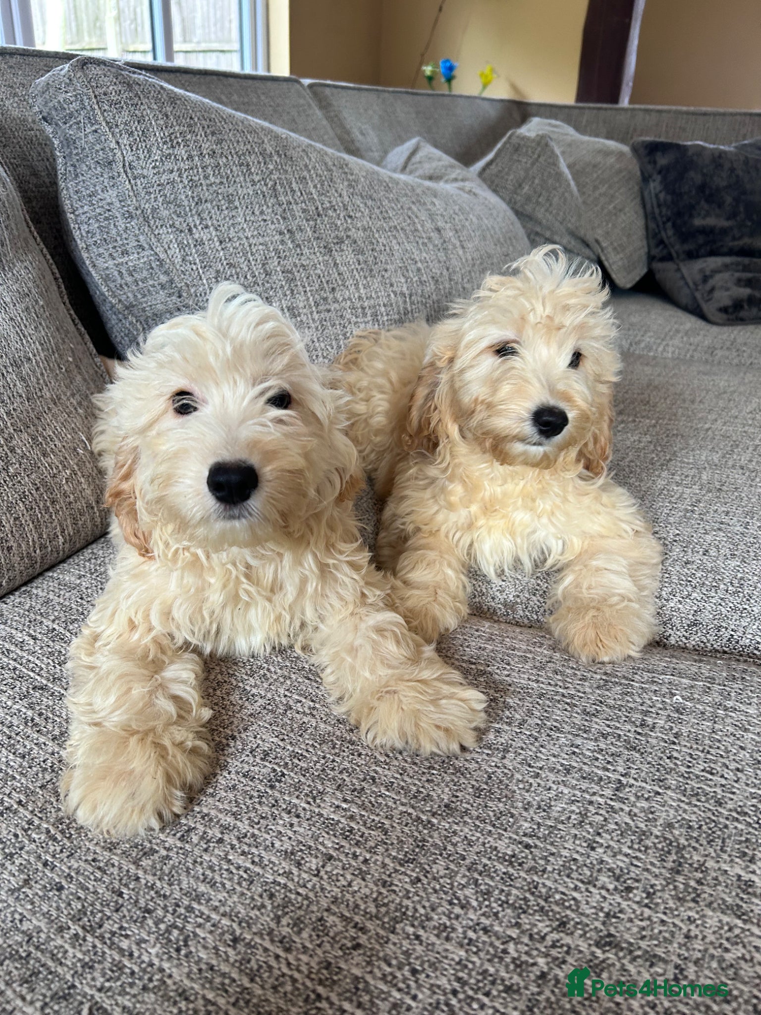 Cockapoo dogs F1 Cockerpo litter  - Advert 5