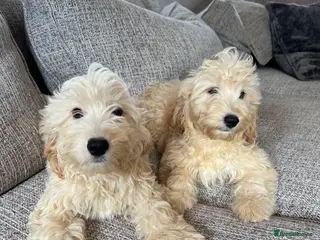 Cockapoo dogs F1 Cockerpo litter - Advert 1