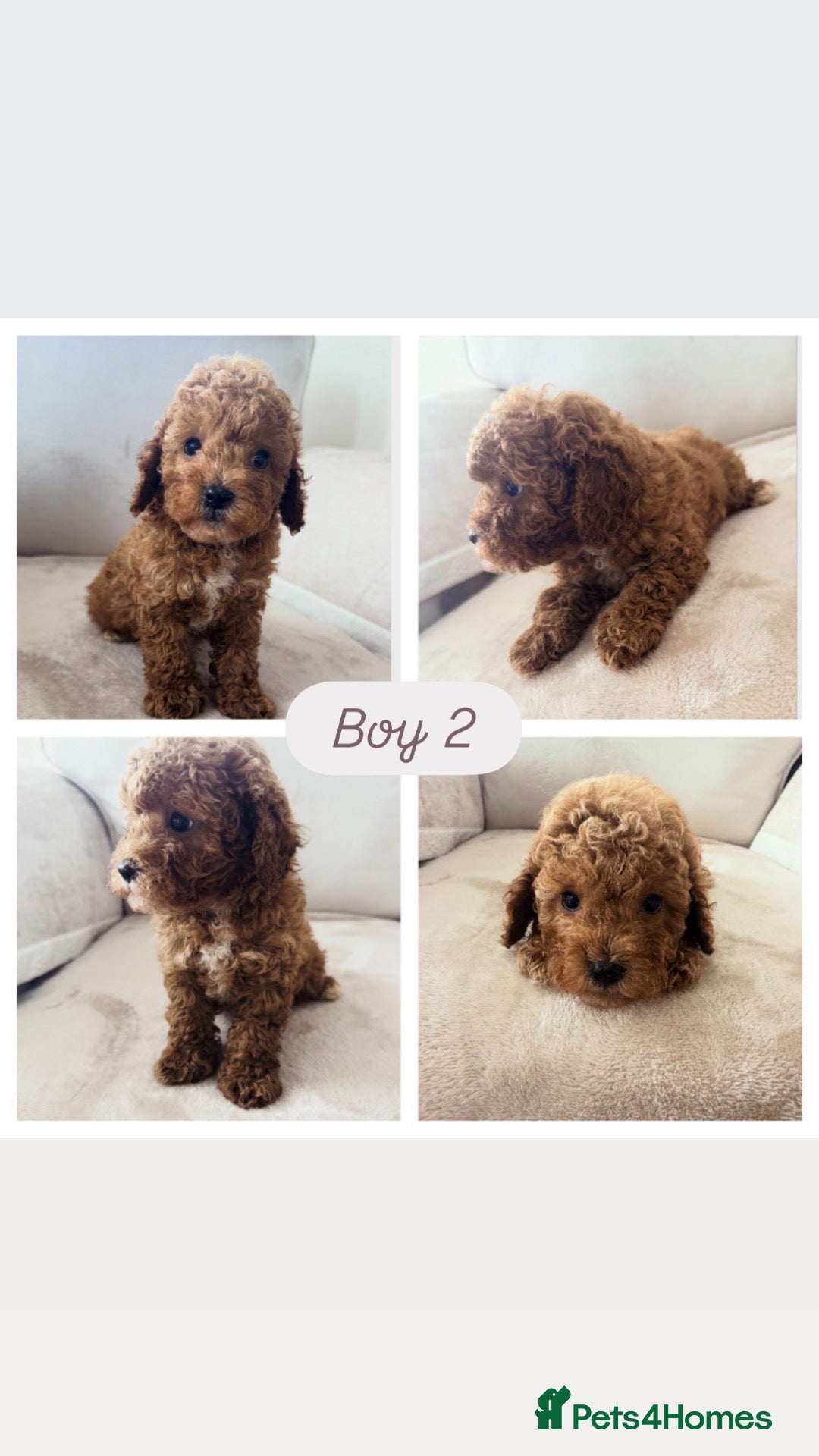 Cavapoo dogs Cavapoo babies 5 star licensed breeder  - Advert 2