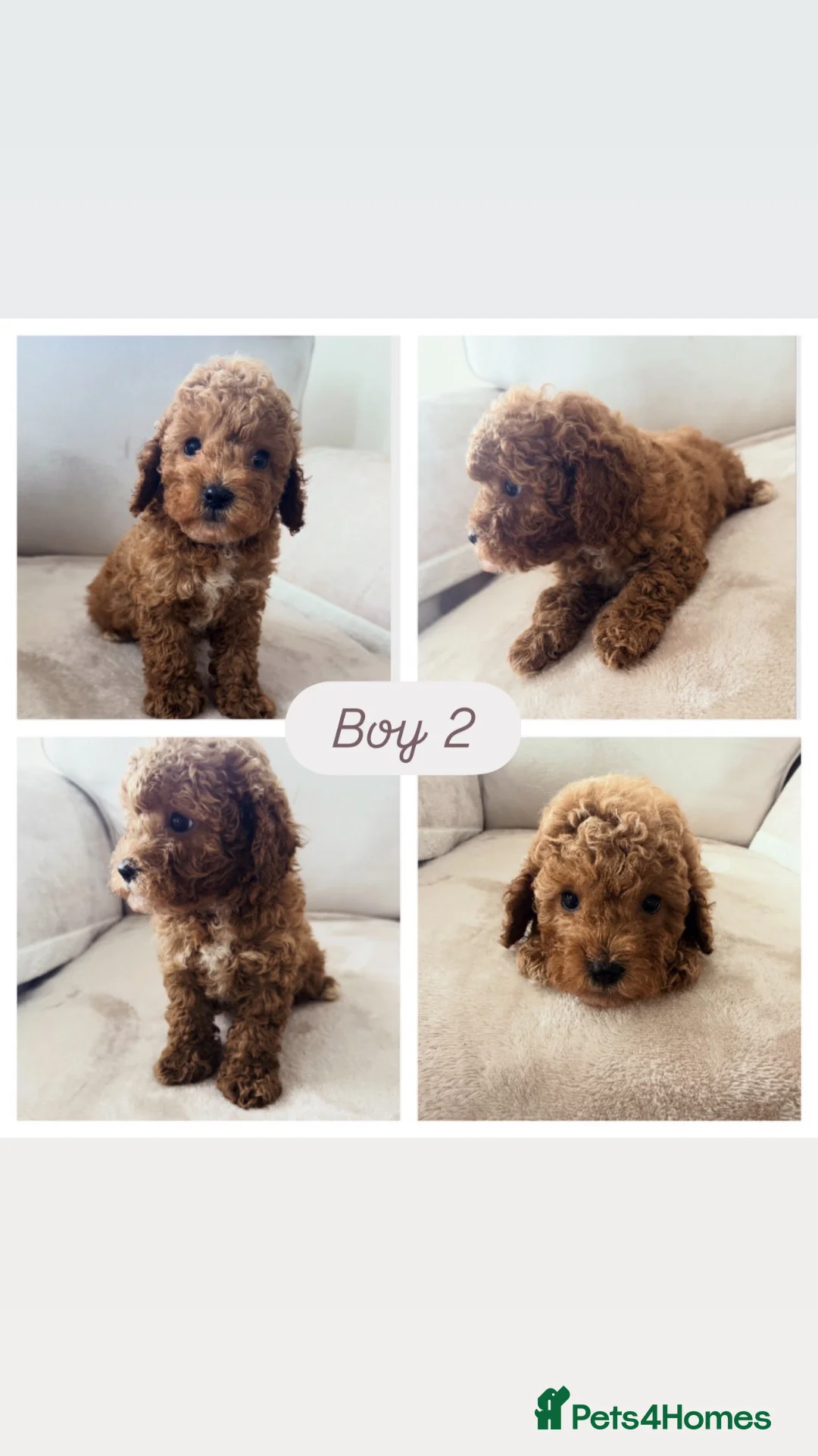 Cavapoo dogs for sale: Cavapoo babies 5 star licensed breeder  - Advert 2