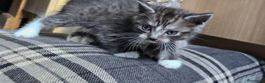 British Shorthair 2