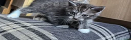 British Shorthair cats for sale: BSH x kittens  - Advert 4