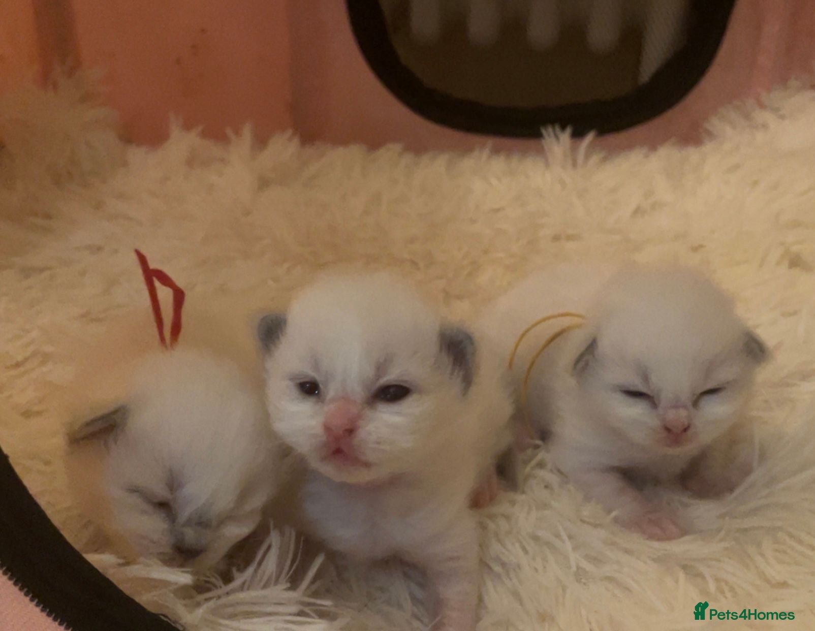 Ragdoll cats  Gorgeous Bicolour Kittens - Advert 6