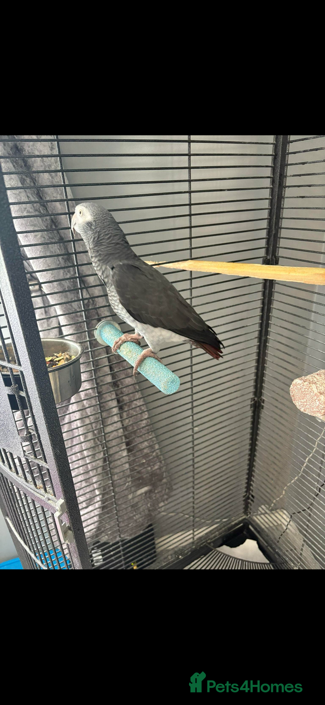 Parrots birds for sale: African gray Timmy  - Advert 1