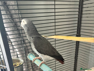 Parrots birds African gray Timmy - Advert 2