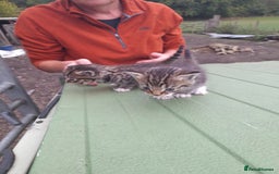 Aegean cats for sale: Agean x Kittens for sale - Image 15