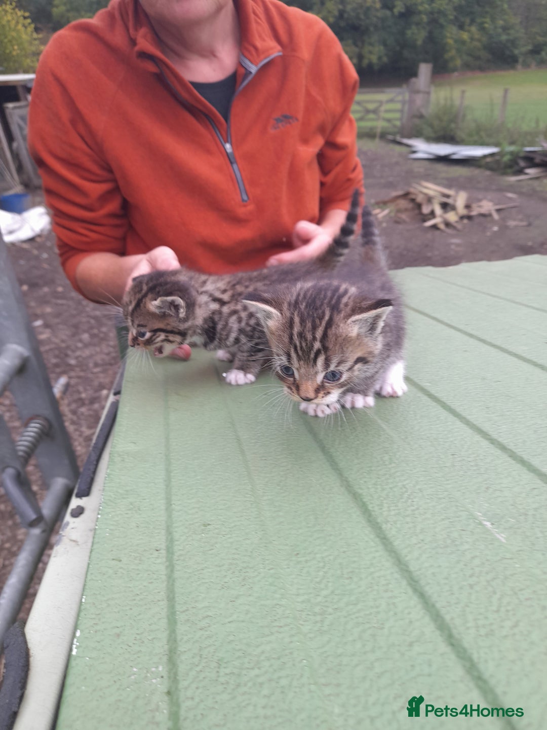 Aegean cats for sale: Agean x Kittens for sale - Image 15