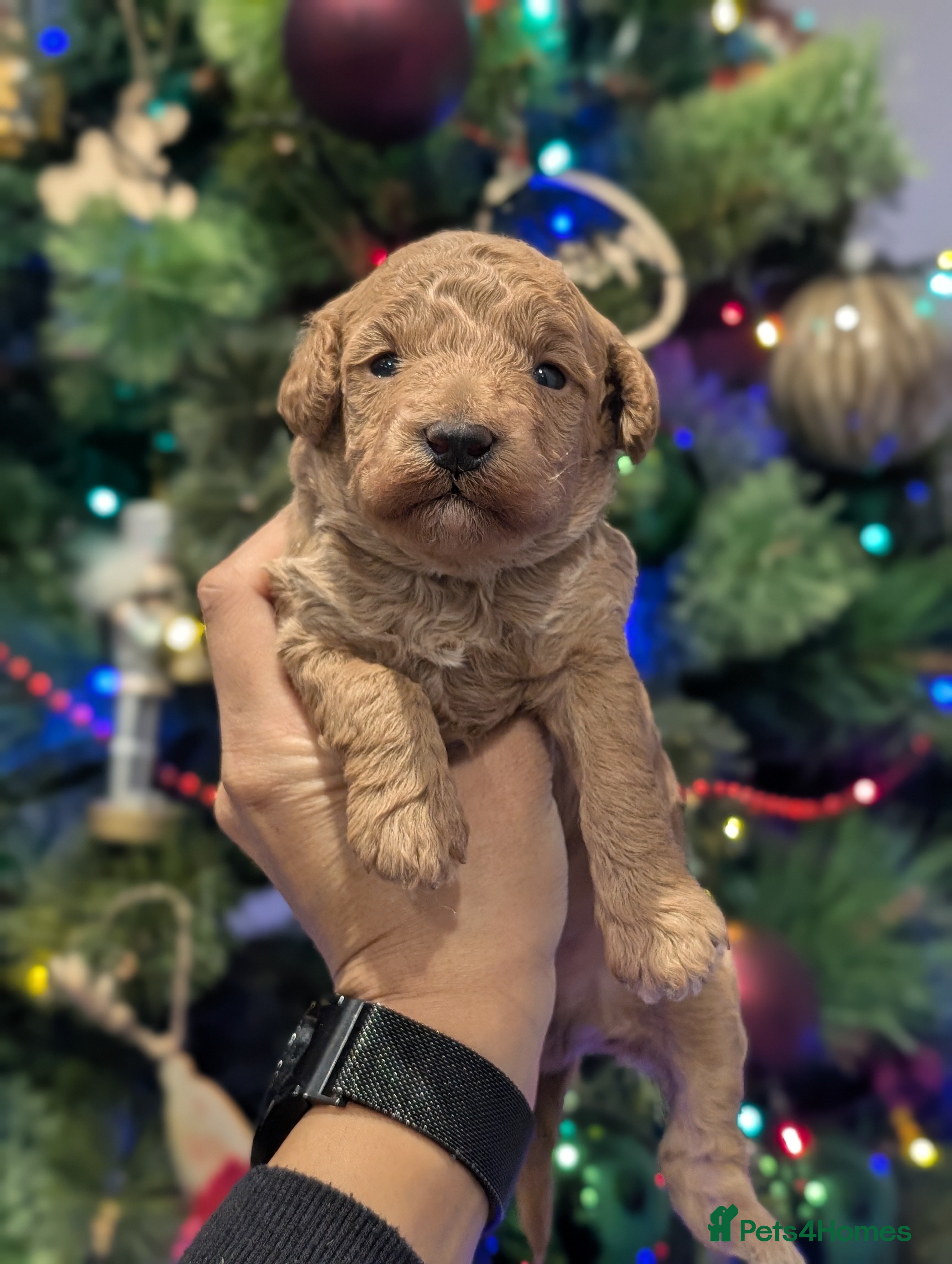 Cockapoo dogs Miniature Cockapoo Puppies  - Advert 2