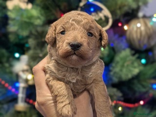 Cockapoo dogs Miniature Cockapoo Puppies - Advert 2