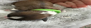 Green Collar Boy