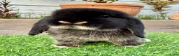 Mini Lop rabbits for sale: Beautiful Baby Black Otter - Minilop - Advert 3