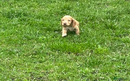 Cocker Spaniel dogs for sale: 7 gorgeous cocker spaniel puppies - Image 20